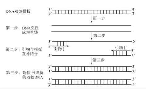 pcr雙鏈模板