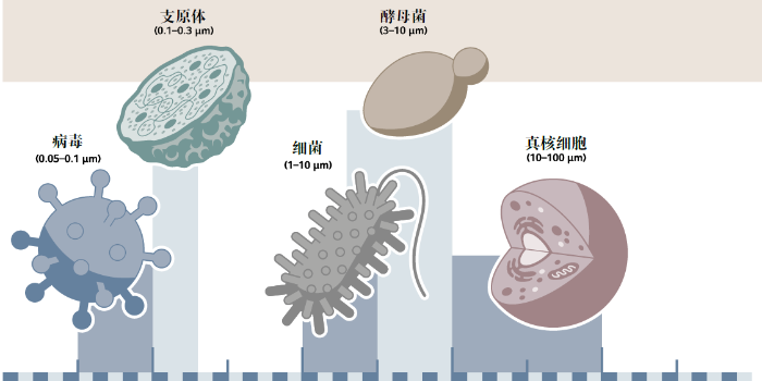 常見細(xì)胞污染的類型